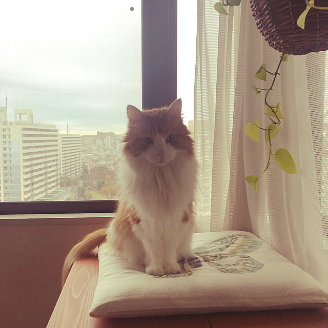 uchidaizuさんの実例写真