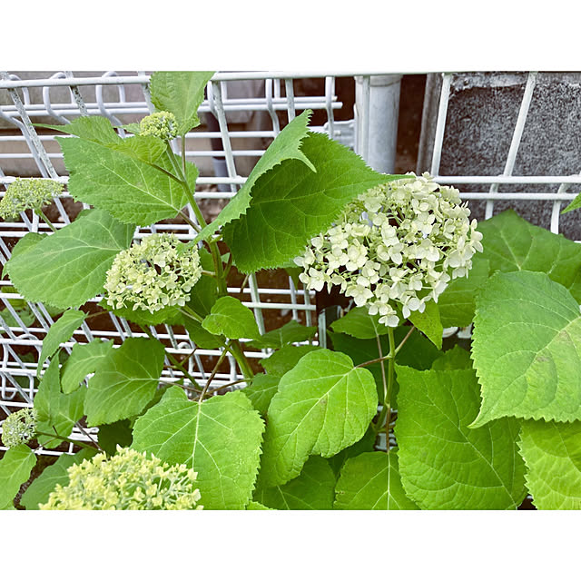 CoCo0617さんの部屋