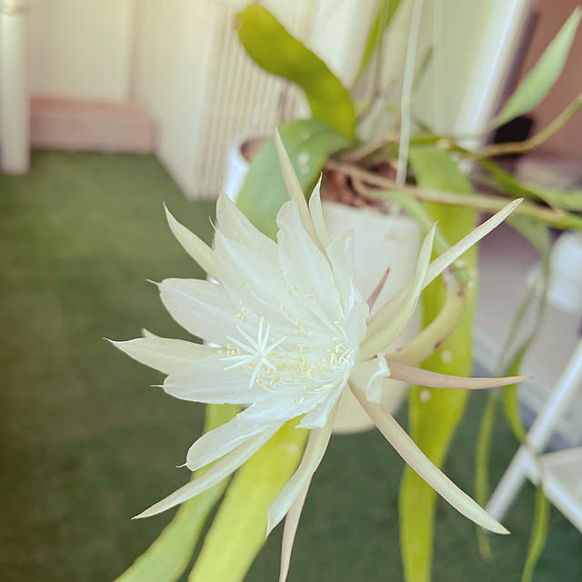 nanakoさんの実例写真