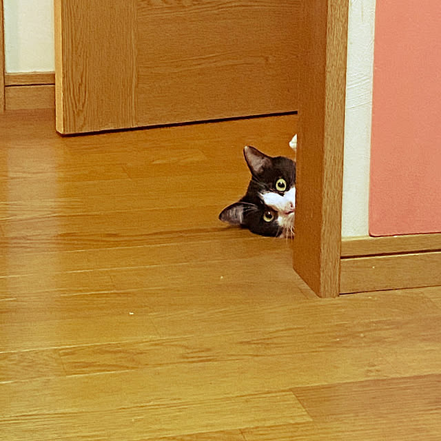nikoさんの実例写真