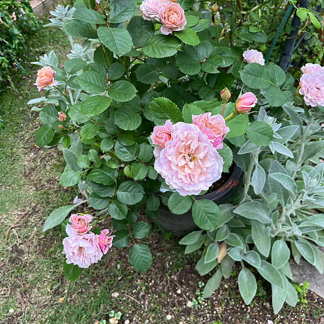 rokokoさんの部屋