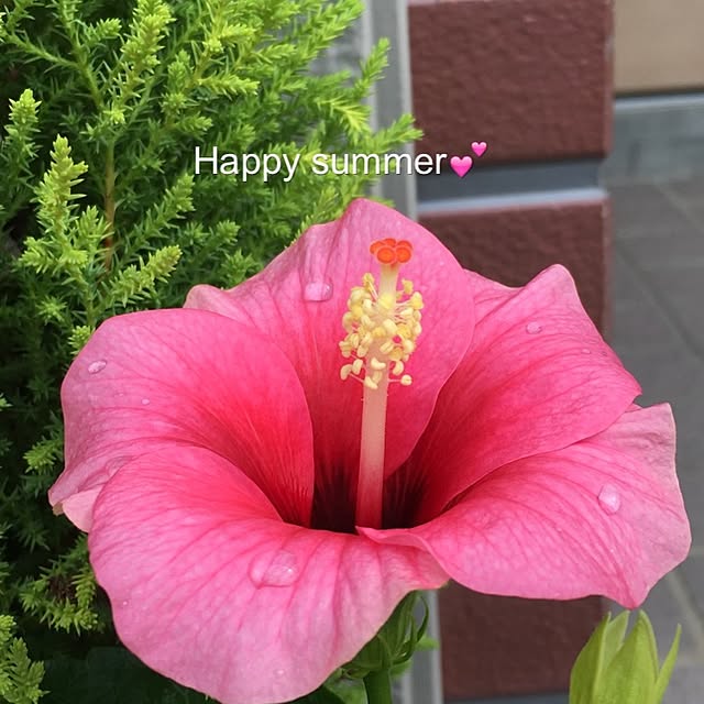 Erikoさんの実例写真