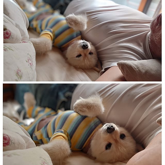 akaidarumaさんの実例写真