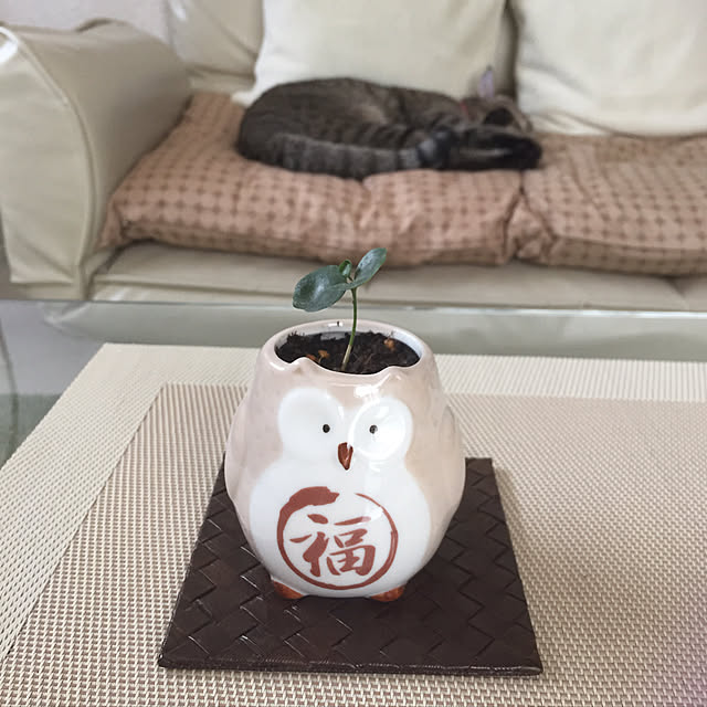 kirinさんの実例写真