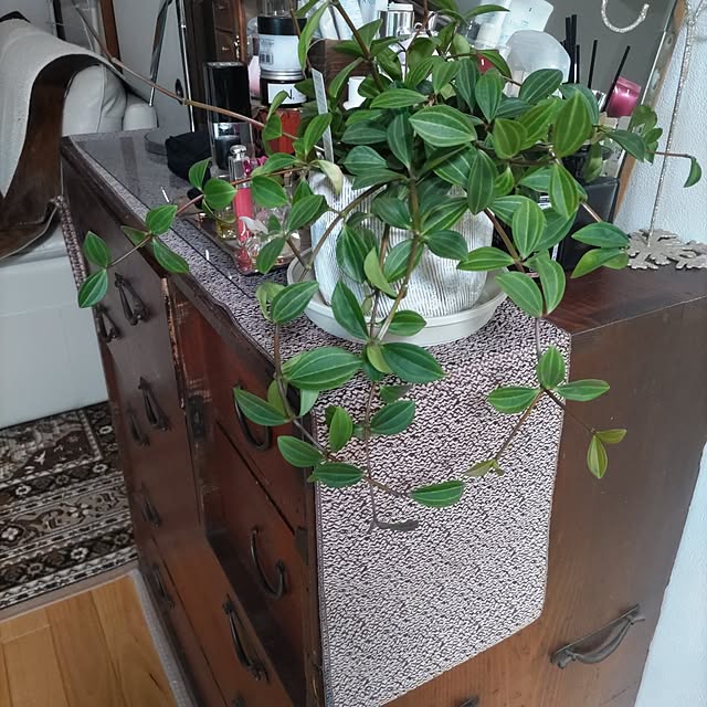 salacocoさんの部屋