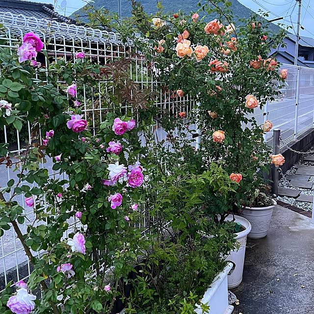 AYUKOさんの実例写真