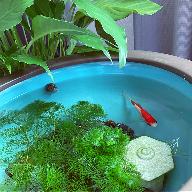 junjunさんの実例写真