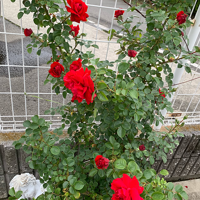 AYUKOさんの実例写真