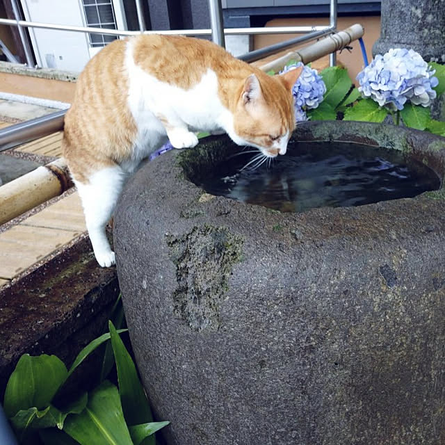 meguさんの実例写真