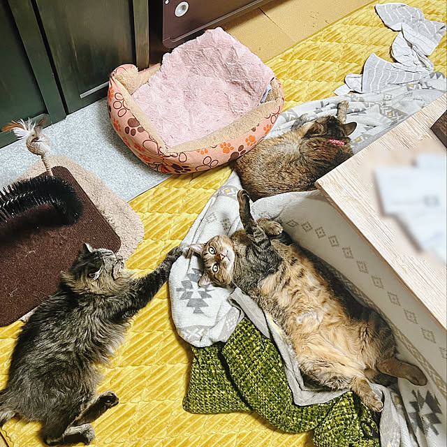 sumoanzuさんの実例写真