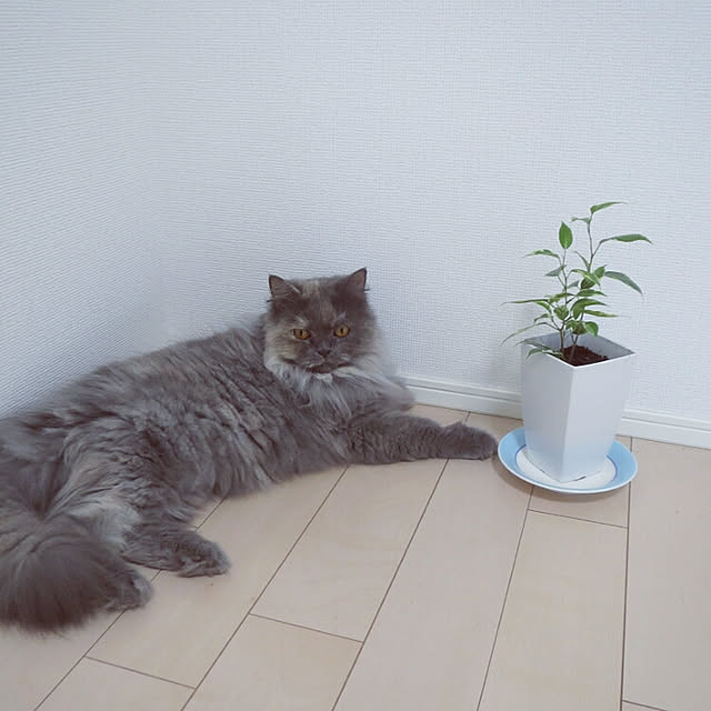 hiroshiさんの実例写真
