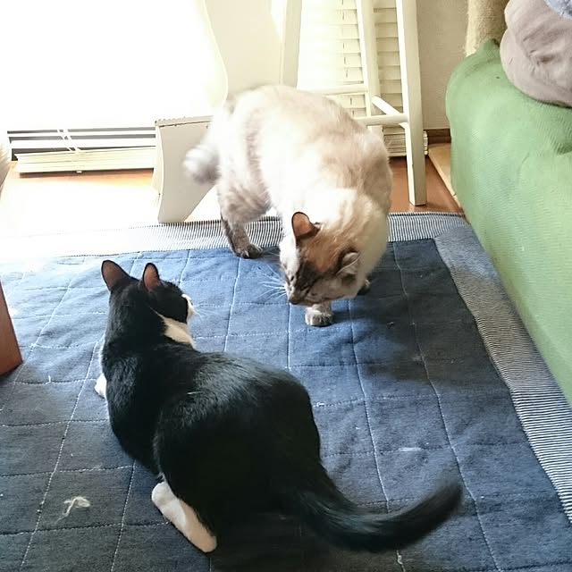 kazaneさんの実例写真