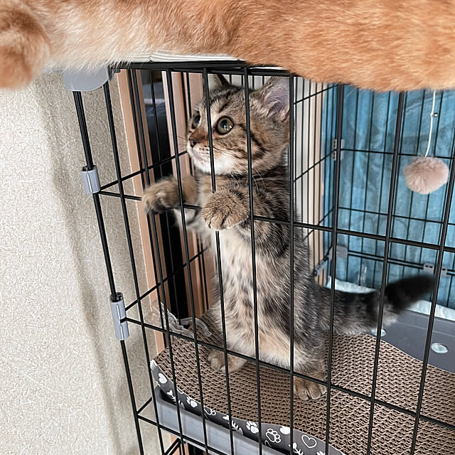 chiiさんの部屋