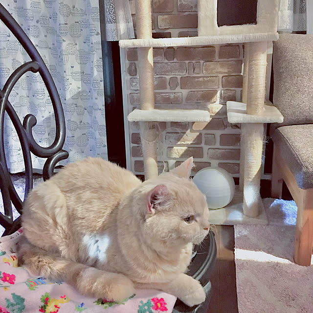 naokoさんの実例写真