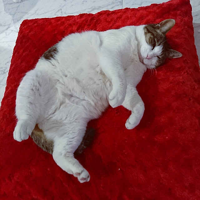 machikomamaさんの実例写真