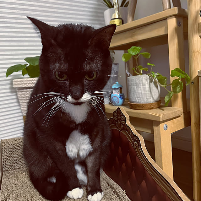 masamasaさんの部屋