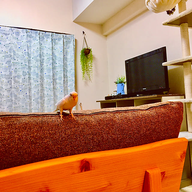 naokoさんの実例写真