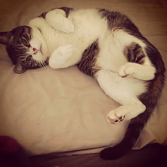 pinokoさんの実例写真
