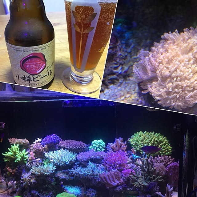 aquarium_seaさんの実例写真