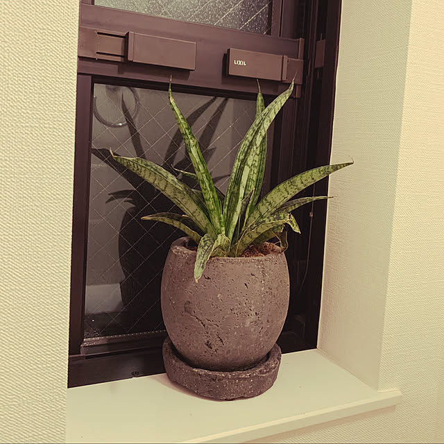観葉植物/バス/トイレのインテリア実例 - 2020-03-24 11:24:11
