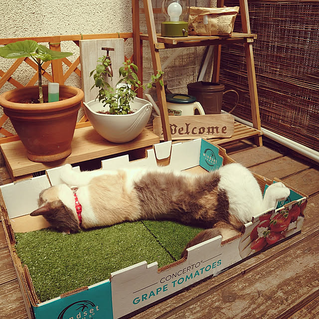 fukuさんの実例写真