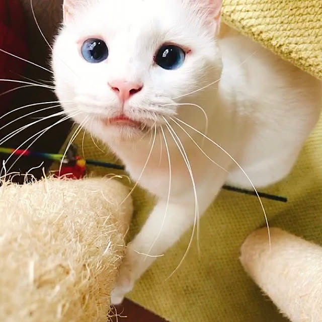 nyanko-beamさんの実例写真