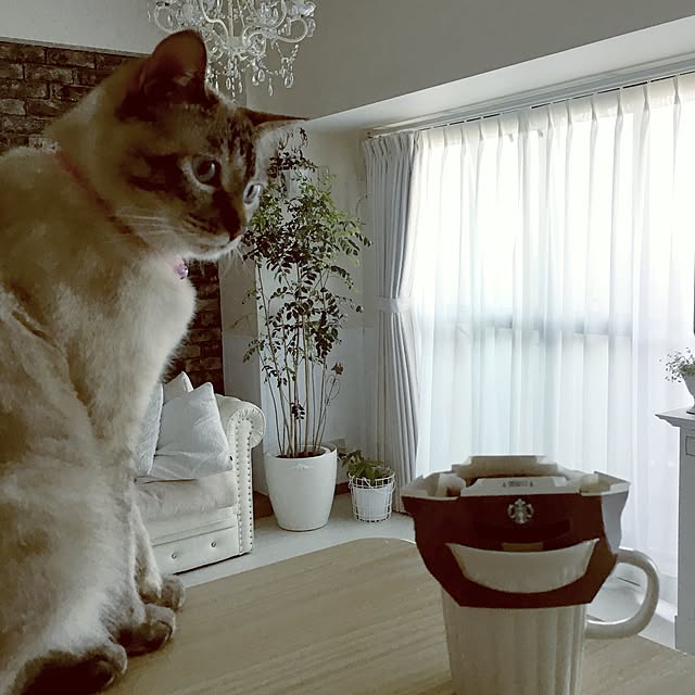 noelさんの実例写真
