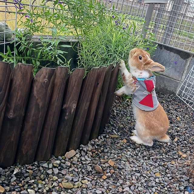 aiさんの実例写真