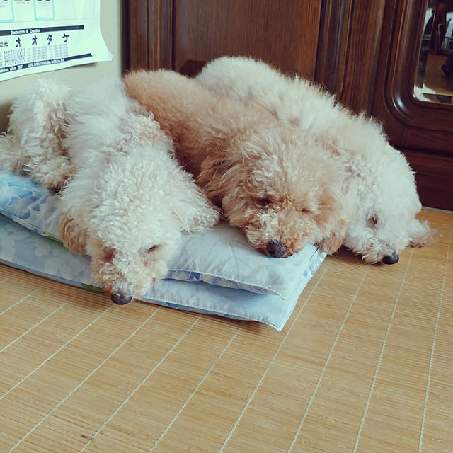 nontenrunさんの実例写真