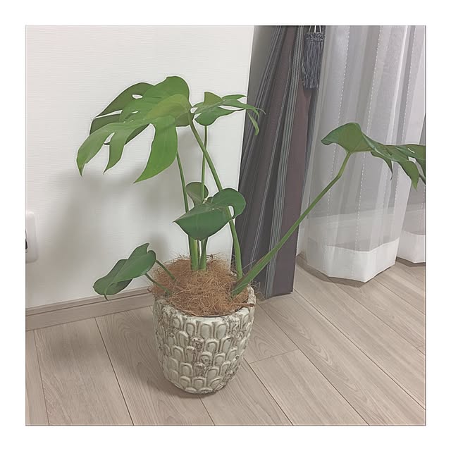 リビング/観葉植物のインテリア実例 - 2016-09-29 20:15:47