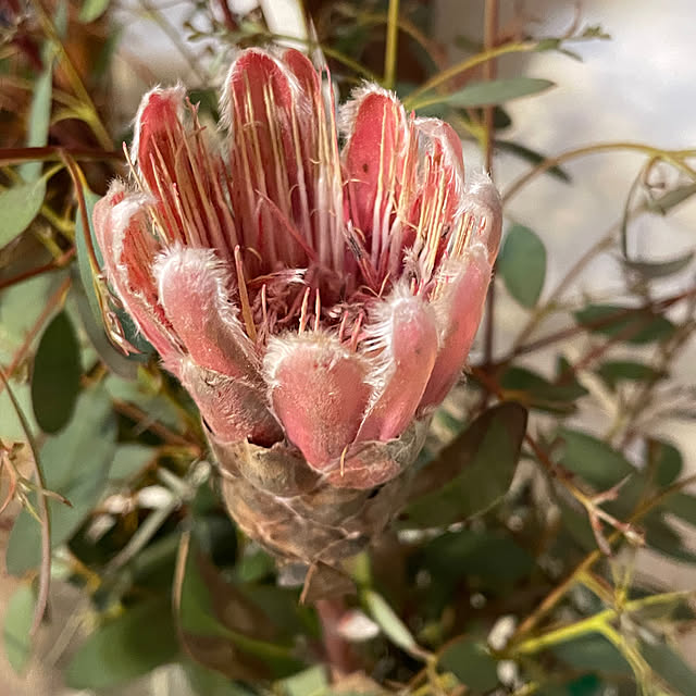 cottageroseさんの部屋