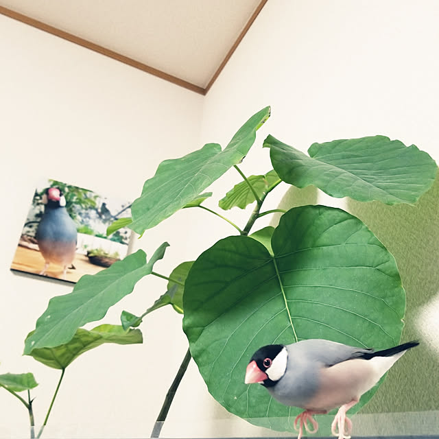 miiさんの実例写真
