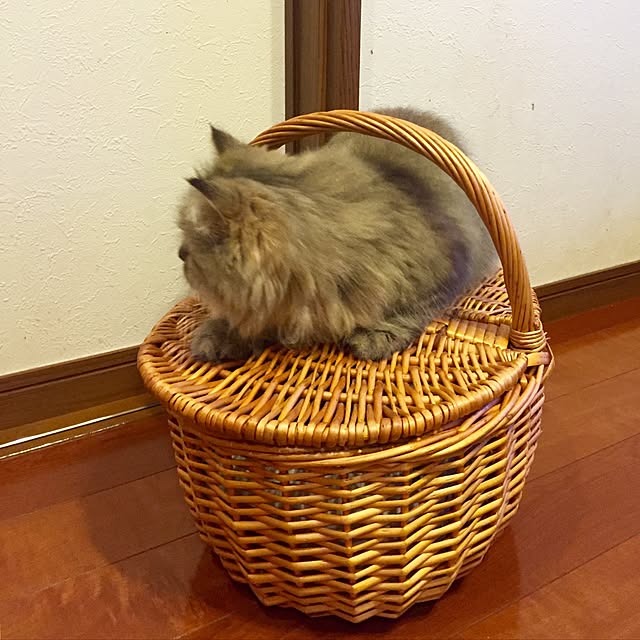 butachanさんの実例写真