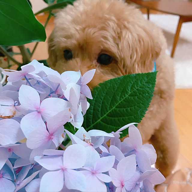 madeleineさんの実例写真
