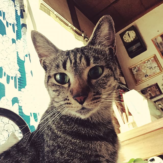 Kaoriさんの実例写真