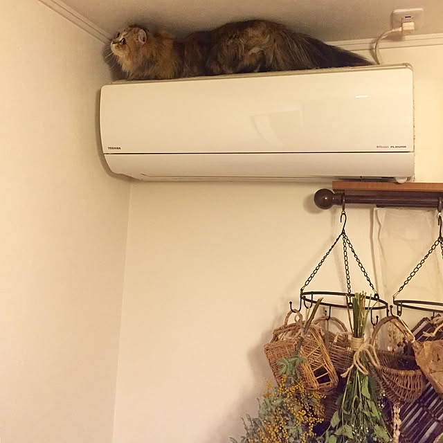 butachanさんの実例写真