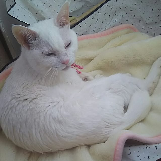 sakuraさんの実例写真
