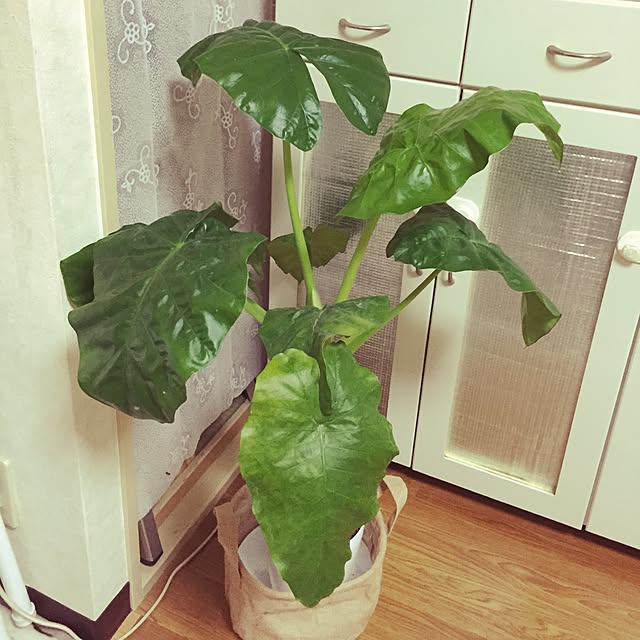 emiさんの実例写真