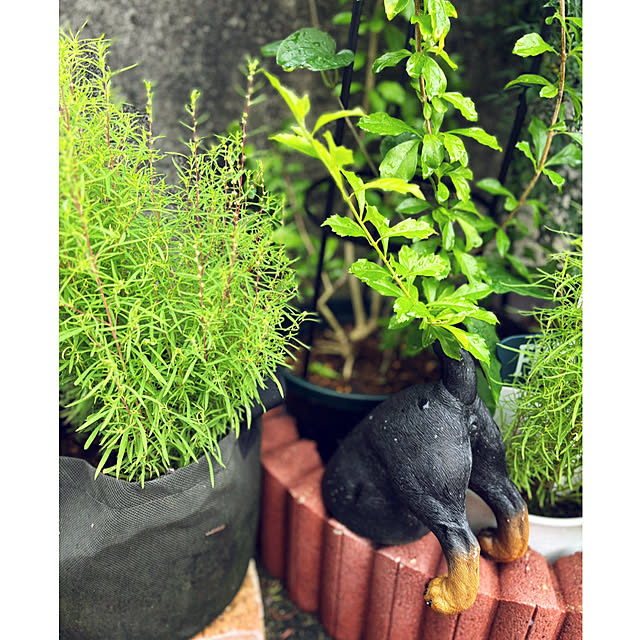 CoCo0617さんの実例写真