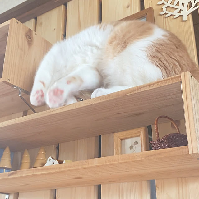 mintteaさんの部屋