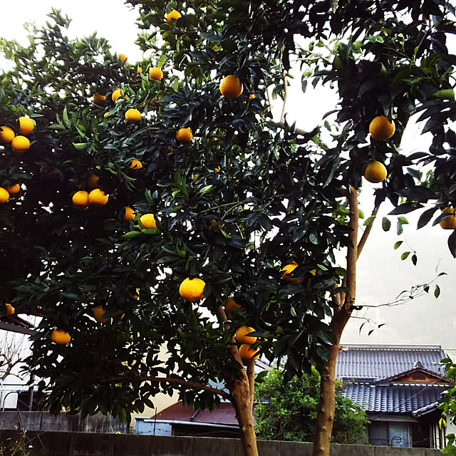 ringarintonさんの実例写真