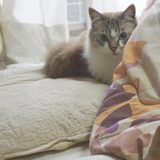 cyamiさんの実例写真