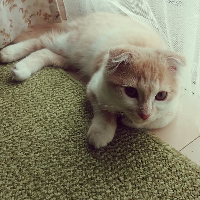 yuさんの実例写真