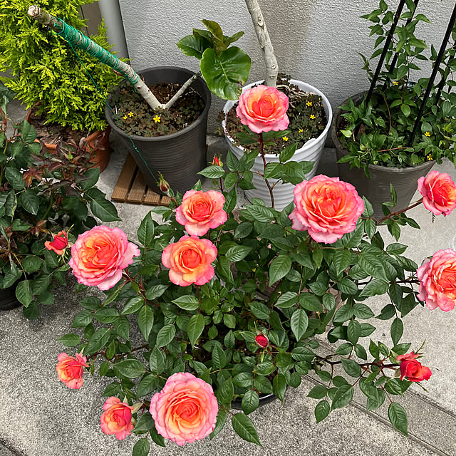 MIUさんの部屋