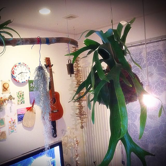 minomonさんの実例写真