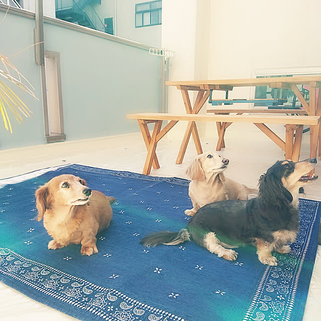 cocosorasakuさんの実例写真