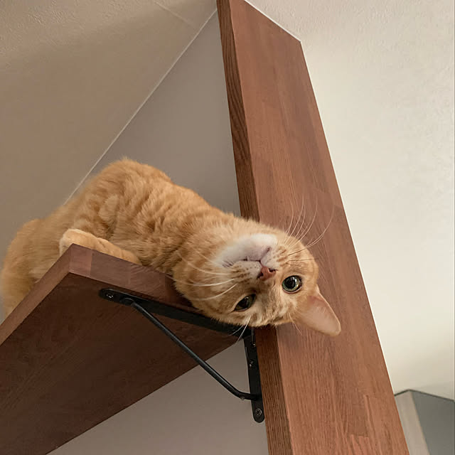 mikeume7さんの実例写真