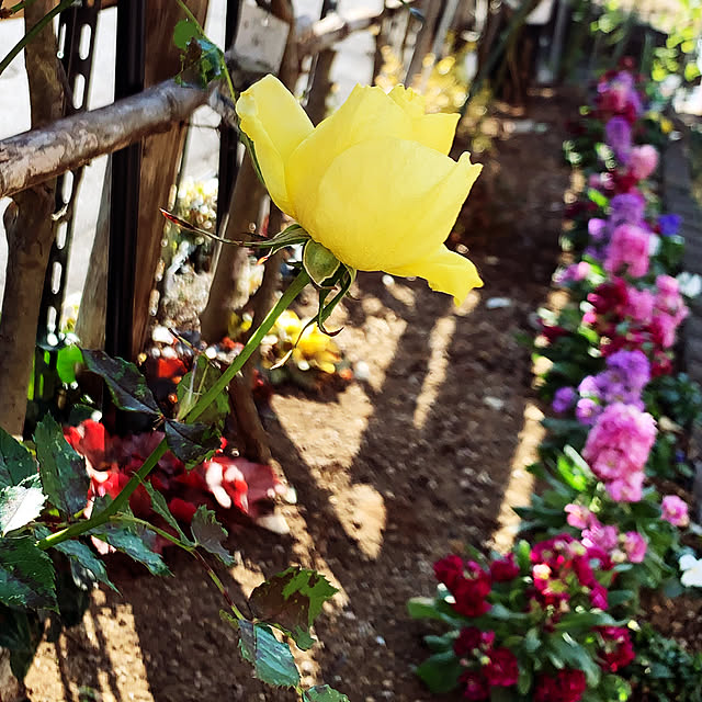 KYONさんの実例写真