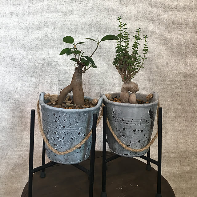 玄関/入り口/一人暮らし/植木鉢/セメント鉢/賃貸でも諦めない...などのインテリア実例 - 2018-05-26 13:05:11