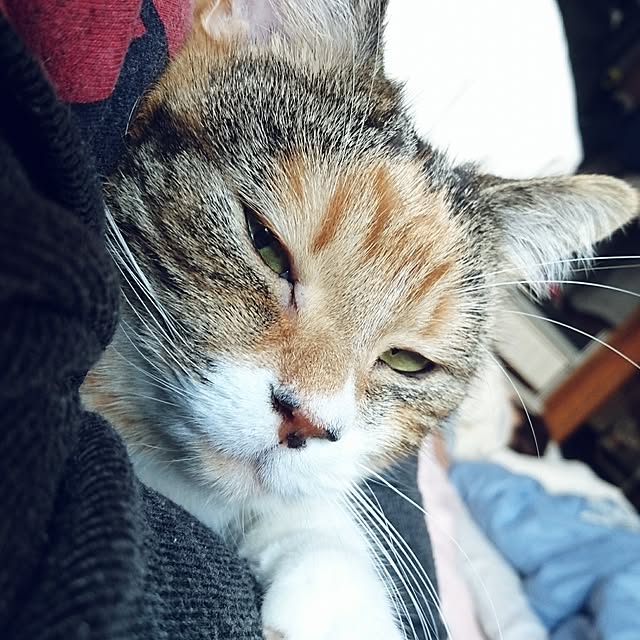 yukieさんの実例写真